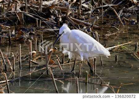Winter waterside, Little Egret feeding 136820072