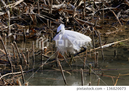 Winter waterside, Little Egret feeding 136820073