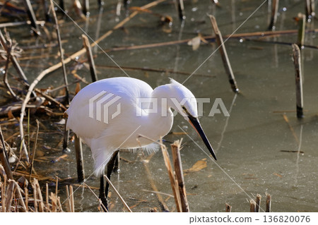 Winter waterside, Little Egret feeding 136820076