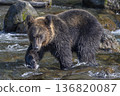 Brown bear searching for fish in the river 136820087