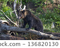 Brown bear climbing over fallen tree 136820130