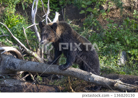 Brown bear climbing over fallen tree Brown bear climbing over fallen tree 136820130