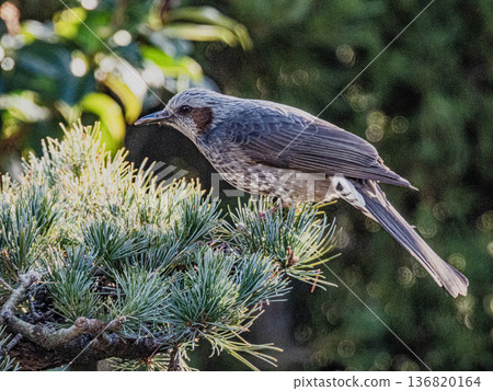 A portrait of a brown-eared ... A portrait of a brown-eared ... 136820164
