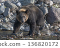 Brown bear searching for fish in the river 136820172