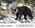 Brown bear searching for fish in the river 136820203