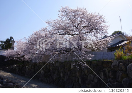 兵庫縣淡路市的靜木武道館,櫻花盛開的季節 兵庫縣淡路市的靜木武道館,櫻花盛開的季節 136820245