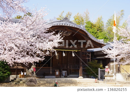 兵庫縣淡路市的靜木八幡神社在櫻花盛開的季節 兵庫縣淡路市的靜木八幡神社在櫻花盛開的季節 136820255