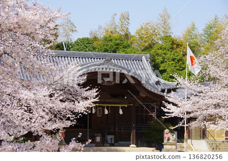 Shizuki Hachiman Shrine during cherry blossom season in Awaji City, Hyogo Prefecture 136820256