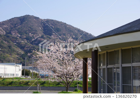 兵庫縣洲本市木戶農業公園櫻花盛開的景象 兵庫縣洲本市木戶農業公園櫻花盛開的景象 136820270