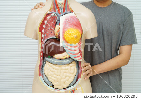 Asian student learning with human body model in anatomy biology in classroom at high school. 136820293