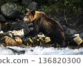 Brown bear searching for fish in the river 136820300