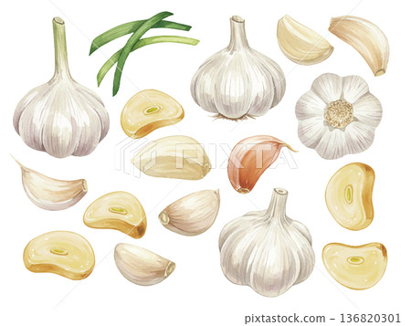 水彩風格的大蒜插圖 136820301
