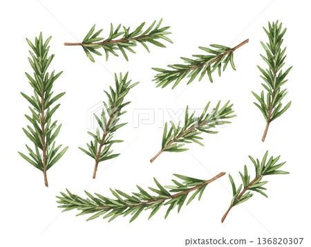 水彩風格的迷迭香插圖 136820307
