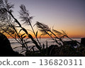 Cape Muroto in late autumn, vestiges of the day seen from the shade of the grass 136820311