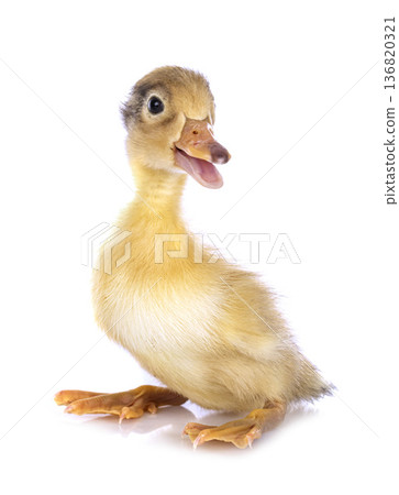 duckling in studio 136820321