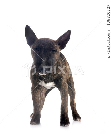 miniature bull terrier in studio miniature bull terrier in studio 136820327