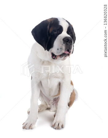 saint bernard in studio saint bernard in studio 136820328