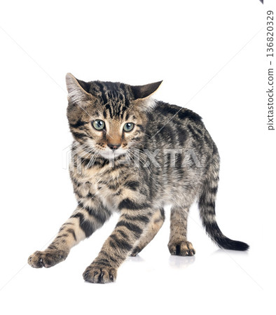 bengal kitten in studio bengal kitten in studio 136820329