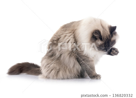 siberian cat in studio siberian cat in studio 136820332