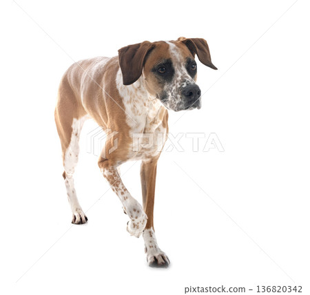 mixed-breed in studio 136820342