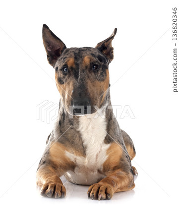miniature bull terrier in studio miniature bull terrier in studio 136820346