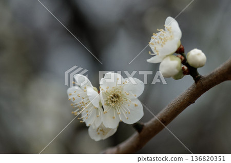 White flowering bloom 136820351
