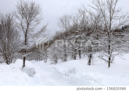 Enjoy the snowy scenery in Hokkaido in February, the Daisetsuzan mountain range, the foot of Mount Asahi, the snowy forests that spread across Kamikawa Town, and the extremely cold Hokkaido. 136820366