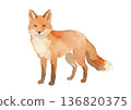 水彩狐狸插圖 136820375