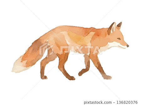Watercolor fox illustration 136820376