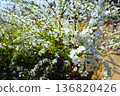 許多白花 136820426