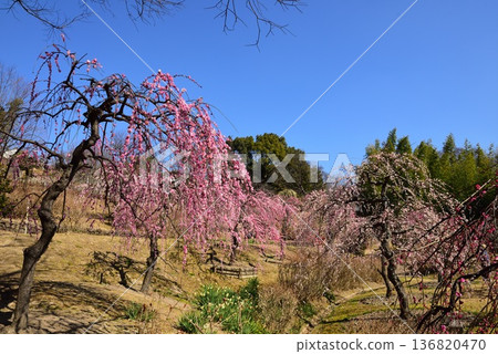 大台公園的梅花正值盛開。 136820470