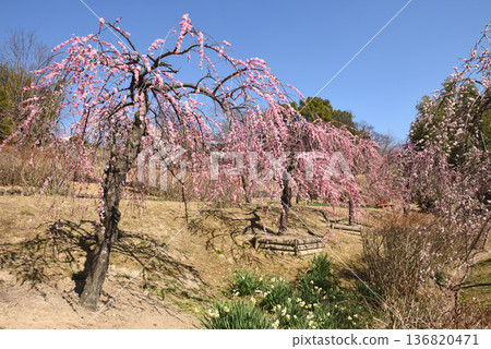 大台公園的梅花正值盛開。 136820471
