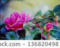 Close-up of dewy camellia flowers | Natural background, film photo digitization 136820498
