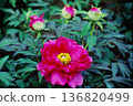 Peony flower close-up and buds | Spring plants and natural background (film photography) 136820499