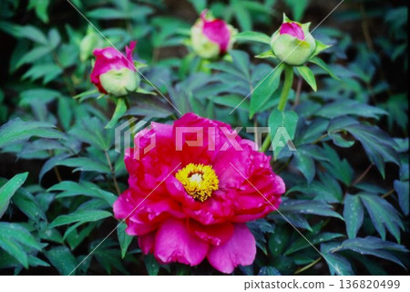 牡丹花特寫與花苞 | 春季植物與自然背景（底片攝影） 136820499