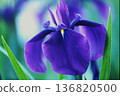 Purple iris close-up | Early summer flowers and natural background material | Film photo digitization 136820500