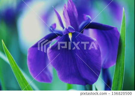 Purple iris close-up | Early summer flowers and natural background material | Film photo digitization 136820500