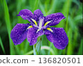Close-up of dew-covered irises | Purple flowers, natural background, digitalized film photo 136820501