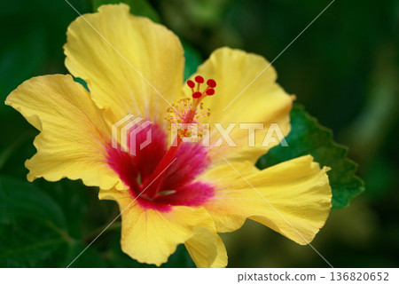 錦葵木槿花 136820652