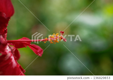 錦葵木槿花 錦葵木槿花 136820653