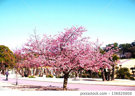 河津櫻花盛開 136820808