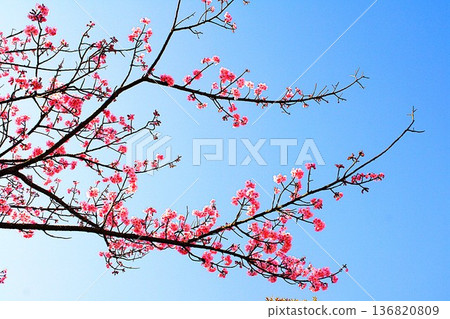 Kawazu櫻花在藍天 136820809