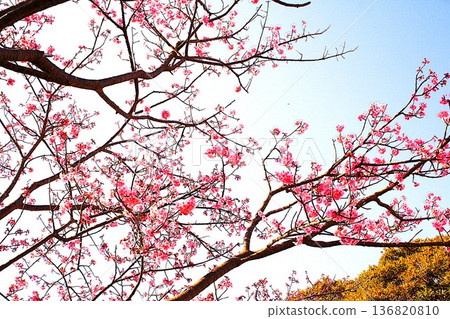 藍天和河津櫻花 136820810