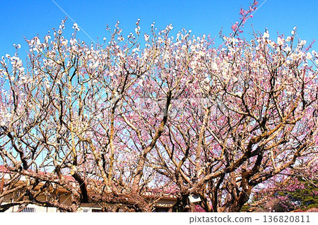 鹿兒島縣吉野公園的河津櫻花 鹿兒島縣吉野公園的河津櫻花 136820811