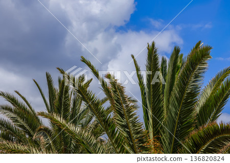 Palm fronds overlap in open sky creating strong lines rich leaf texture and background 136820824