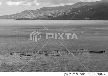 Mussel aquaculture rings float in Baia d Abra quiet bay near Sao Lourenco with mountains behind Mussel aquaculture rings float in Baia d Abra quiet bay near Sao Lourenco with mountains behind 136820827
