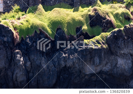 Coastal erosion carves rough volcanic basalt as moss, algae cling in vivid patterns along tide line Coastal erosion carves rough volcanic basalt as moss, algae cling in vivid patterns along tide line 136820839