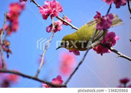 藍天、深粉紅色的櫻花和一隻綠色的日本繡眼鳥 136820868