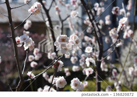 白梅花 白梅花 136820872