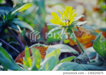 Autumn wildflowers: small yellow flowers and fallen leaves | Natural background material, film photo digitization Autumn wildflowers: small yellow flowers and fallen leaves | Natural background material, film photo digitization 136820875